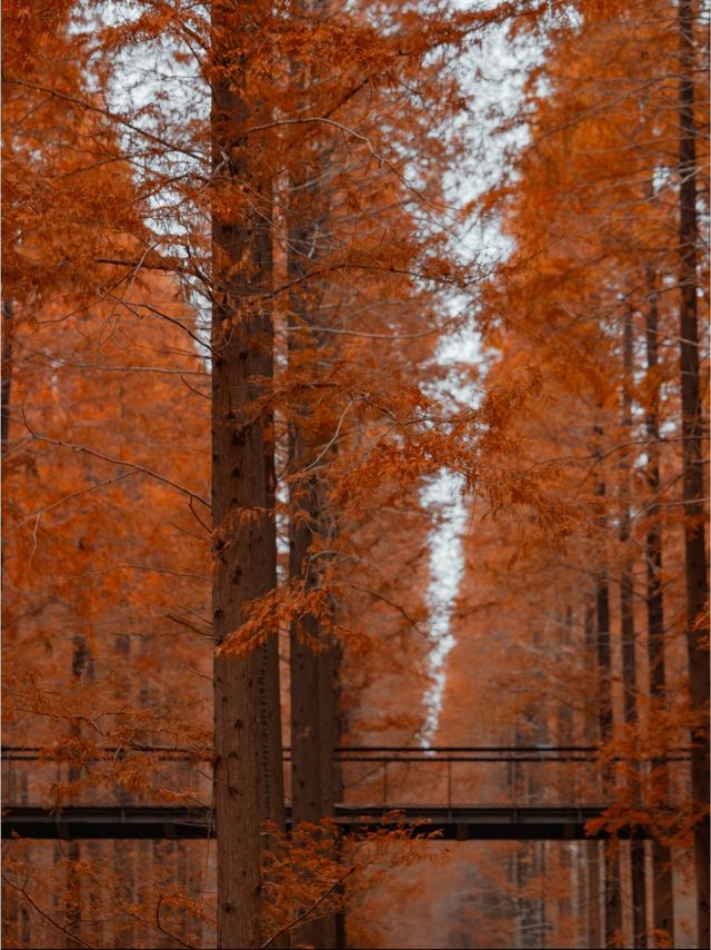 冬季濱海國家森林公園藏在山海間的冬日童話