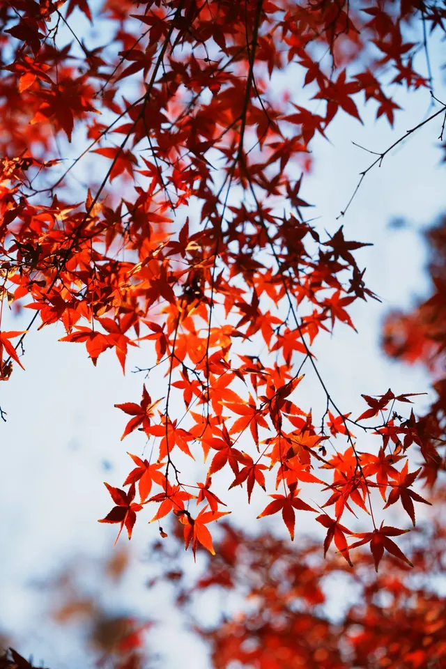 上海殺瘋了! 上海殺瘋了!