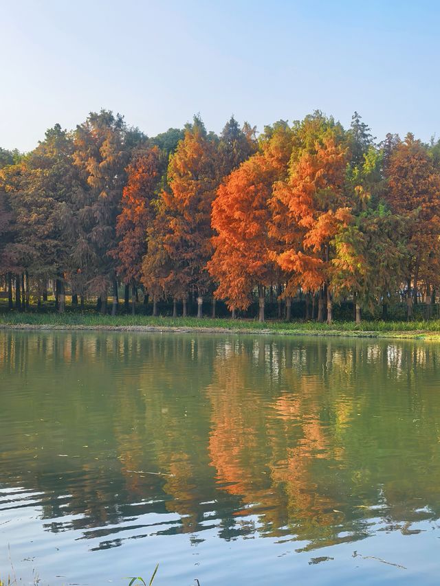 滬上秋色「杉」水畫,一半在水,一半在天 滬上秋色「杉」水畫,一半在水,一半在天