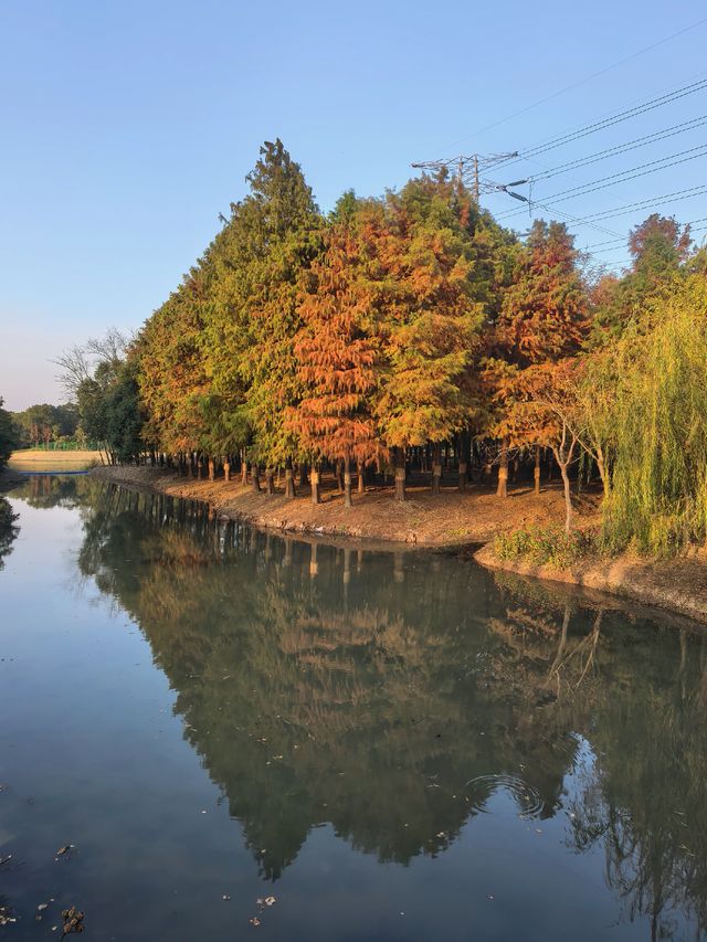 滬上秋色「杉」水畫,一半在水,一半在天 滬上秋色「杉」水畫,一半在水,一半在天