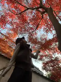 莫干山紅葉進度