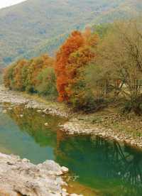 寧波徒步爬山|水杉-蘆葦蕩秋天王炸組合路線