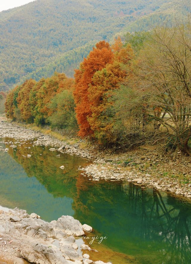 寧波徒步爬山|水杉-蘆葦蕩秋天王炸組合路線