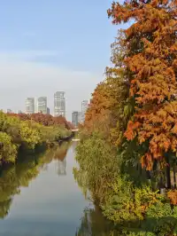 此時，武漢東湖美得不像話免費停車！