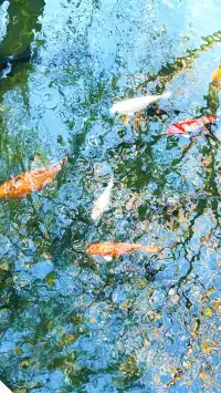 濟南五龍潭I live 這裡的泉水會“發光”