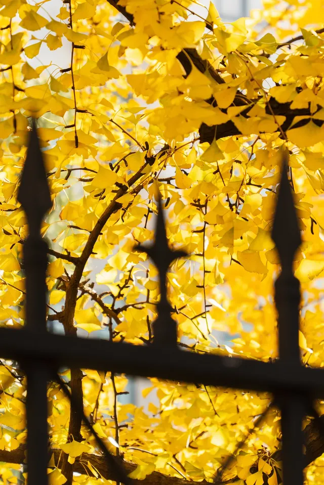 12.4外灘聖三一堂銀杏季已到附隱藏機位 12.4外灘聖三一堂銀杏季已到附隱藏機位