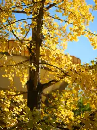 韶關南雄·帽子峰銀杏