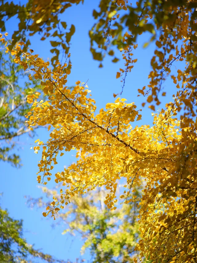 韶關南雄·帽子峰銀杏