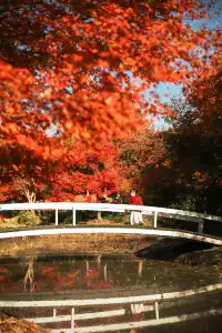 上海這裡的楓葉已經next level！附打卡路線