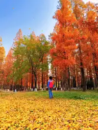 12.2live｜現實版莫奈油畫藏在武漢青山公園