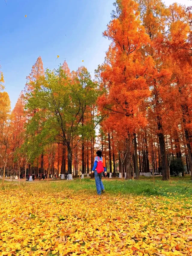 12.2live｜現實版莫奈油畫藏在武漢青山公園