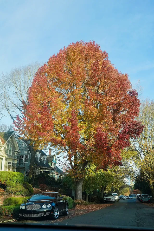 秋色/西雅圖 秋色/西雅圖