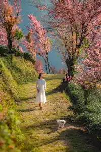 無量山櫻花谷旅拍,餘位有限,預約從速!