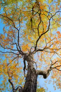 該怎麼向你描述南京的秋天呢