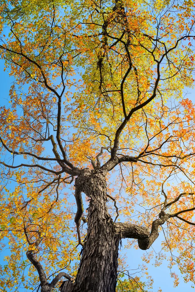 該怎麼向你描述南京的秋天呢 該怎麼向你描述南京的秋天呢