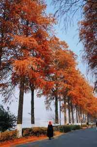 武漢東湖最美步道!!封神了好嘛!!巨美