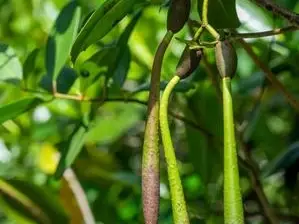 Unlock the Sea Forest: A Comprehensive Guide to the Mangroves