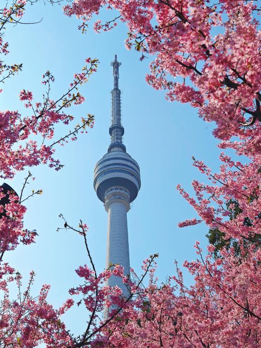 Wuhan Guishan Cherry Blossoms Are in Full Bloom! 2026 Latest