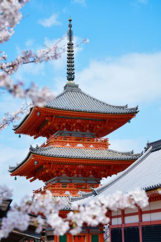 日本の桜観賞 京都 清水寺｜楽ちん必見！足を使わない攻略法