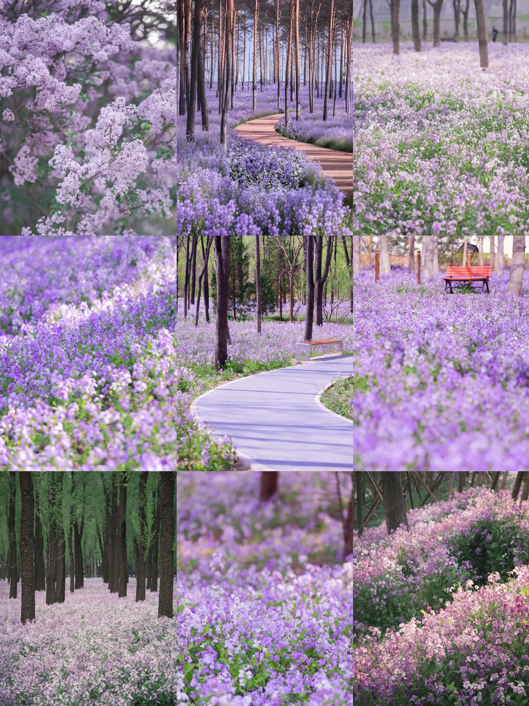 Panduan Lautan Bunga Ungu Taman Jiangfu Beijing | Rasakan Keindahan Taman Monet Secara Gratis! 💜

Romansa ungu musim semi terbaik di Beijing! Lautan anggrek Taman Jiangfu pada bulan Februari sedang mekar penuh, hamparan bunga biru-ungu seluas 270.000㎡. Tidak perlu pergi ke Provence, Anda dapat menikmati pemandangan seperti lukisan tepat di kota! ✨

📍Alamat: Taman Jiangfu, Distrik Chaoyang (Masuk dari Gerbang Utara Taman Selatan, paling dekat dengan lautan bunga)

🎫Tiket Masuk: Gratis, tidak perlu reservasi, langsung datang saja!

🚇Transportasi: Keluar dari Pintu Keluar B Stasiun Jiangtai di Jalur 14, 10 menit naik sepeda; untuk berkendara, arahkan ke tempat parkir taman, tersedia banyak tempat parkir.

🌸Panduan Periode Mekar: Awal April hingga awal Mei, dengan puncak mekar pada pertengahan hingga akhir April – mekar paling lebat dan warna paling cerah!

Waktu terbaik untuk berfoto: 07.00-09.00 - tidak terlalu ramai, cahaya lebih lembut; 17.00-19.00 - sempurna untuk suasana matahari terbenam. Kunjungi pada hari kerja untuk menghindari keramaian dan mendapatkan foto yang lebih bagus.

📸Saran pakaian: Kenakan gaun panjang berwarna putih, biru muda, atau aprikot dengan topi jerami dan tas anyaman. Hindari pakaian berwarna ungu!

Jalan setapak, kereta api hutan, dan bangku-bangku yang dipenuhi bunga adalah tempat yang sangat bagus untuk berfoto. Foto dari sudut rendah ladang bunga dan pepohonan akan langsung mengubah Anda menjadi gadis pecinta hutan.

⚠️Tips: Ada banyak nyamuk di hutan, jadi pastikan untuk membawa obat anti nyamuk!

Ada jalur khusus di ladang bunga; mohon jangan menginjak bunga dan nikmati dengan penuh hormat. Setelah berjalan-jalan, Anda bisa piknik di halaman rumput – suasana musim semi akan sempurna! Ajak teman-teman perempuan Anda dan pergi berfoto!

