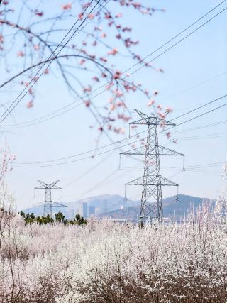 Dalian's Spring Highlight! Encounter a Sea of Peach Blossoms at Dalian Bay