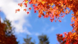 Yoro Keikoku (Yōrō Keikoku), known as 'Kanto's secret spot for the latest autumn leaves,'