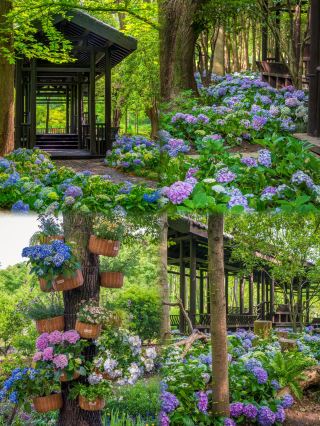 Nanjing | Ming Xiaoling Mausoleum Endless Summer is now live and as beautiful as Monet's Garden