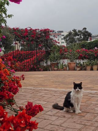 Lima Centennial Museum Guide