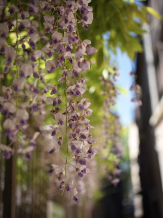 29 เมษายน สะพานหินลับในเมืองเล็กของฝรั่งเศส