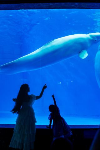 Chengdu Polar Ocean Park 16th anniversary | One-stop summer fun for kids