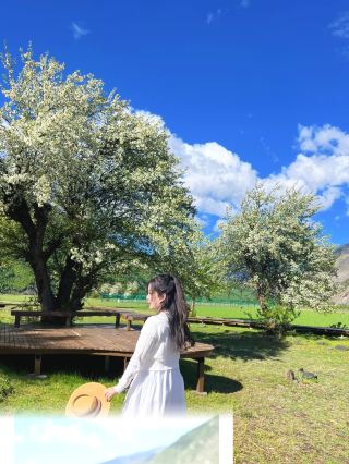 夢のような花の木を見るために、わざわざ甲根坝に行ってきました！俄色花