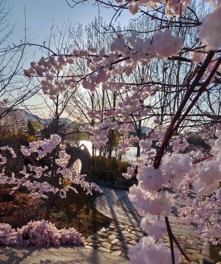A city of cherry blossoms, a gentle note, cherry blossom snow, a