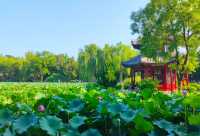 保定古蓮花池｜書香與詩意交織的元代園林秘境