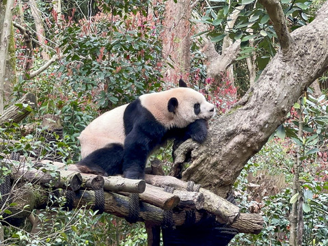 空飛ぶパンダ | Trip.com 都江堰