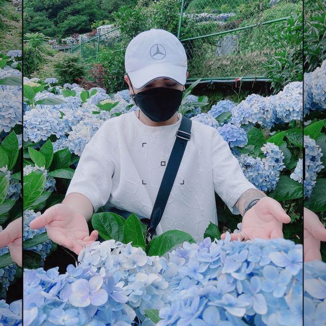 陽明山花季（繡球花）