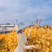 Mùa hoa cải Fukuoka