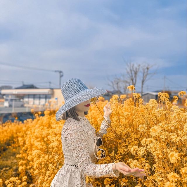 Mùa hoa cải Fukuoka