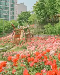 5월, 서울 장미는 무조건 여기서 즐기세요!