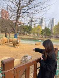 오이도 빨간 등대 꿀팁/서울 근교 인천 양떼목장🐑