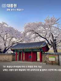 당일치기 가능한 경주 벚꽃명소 코스 🌸