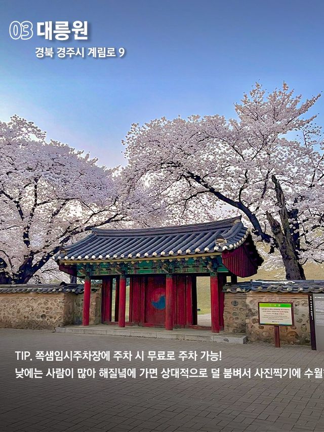 당일치기 가능한 경주 벚꽃명소 코스 🌸