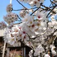 隠れた桜の名所「毘沙門堂」