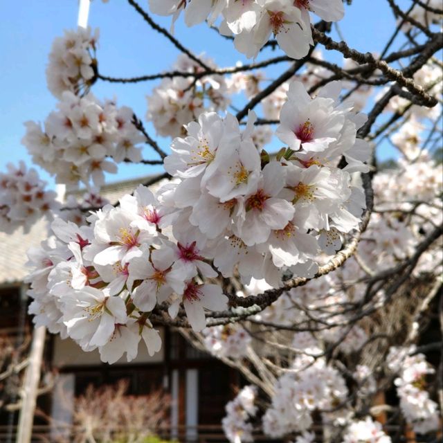 隠れた桜の名所「毘沙門堂」