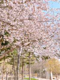 서울 밪꽃 명소 서울숲🌸✨