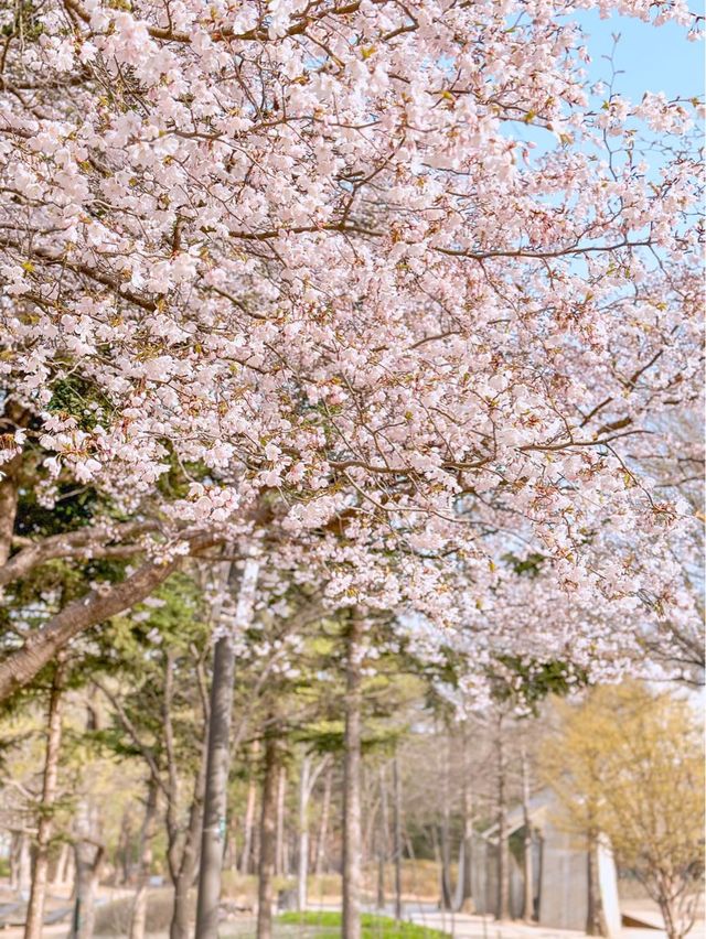 서울 밪꽃 명소 서울숲🌸✨