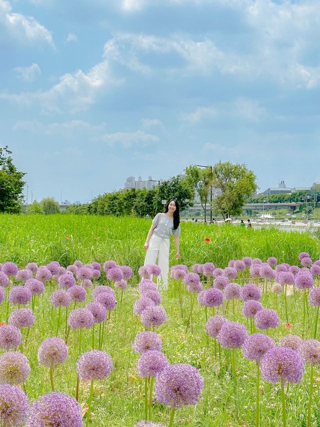 알리움을 아시나요?💜