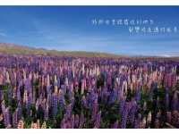 前往世界淨土/ 紐西蘭 蒂卡波湖 Lake Tekapo
