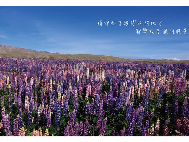 前往世界淨土/ 紐西蘭 蒂卡波湖 Lake Tekapo