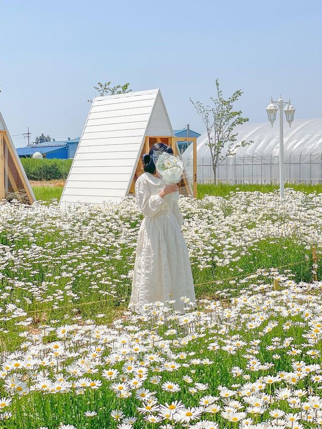 현시각 청주에서 제일 예쁜 카페🌼🤍