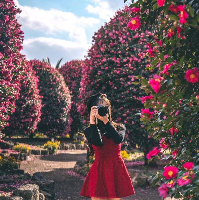 🌺동백 성지 위미리 동백수목원🌺